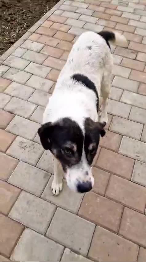 Mixed Breed dogs for adoption: PATROCLE – a Lovely boy for a Loving Home - Video 1
