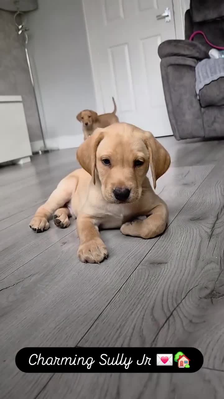 Labrador Retriever dogs for sale: 2 beautiful kc labrador boys  - Video 1