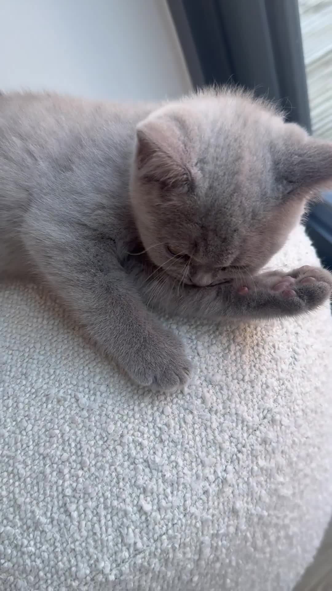 British Shorthair cats for sale: Adorable British shorthair kittens  - Video 3