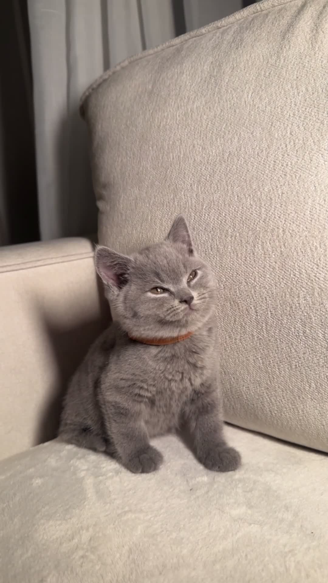 British Shorthair cats for sale: British short hair kittens  - Video 5