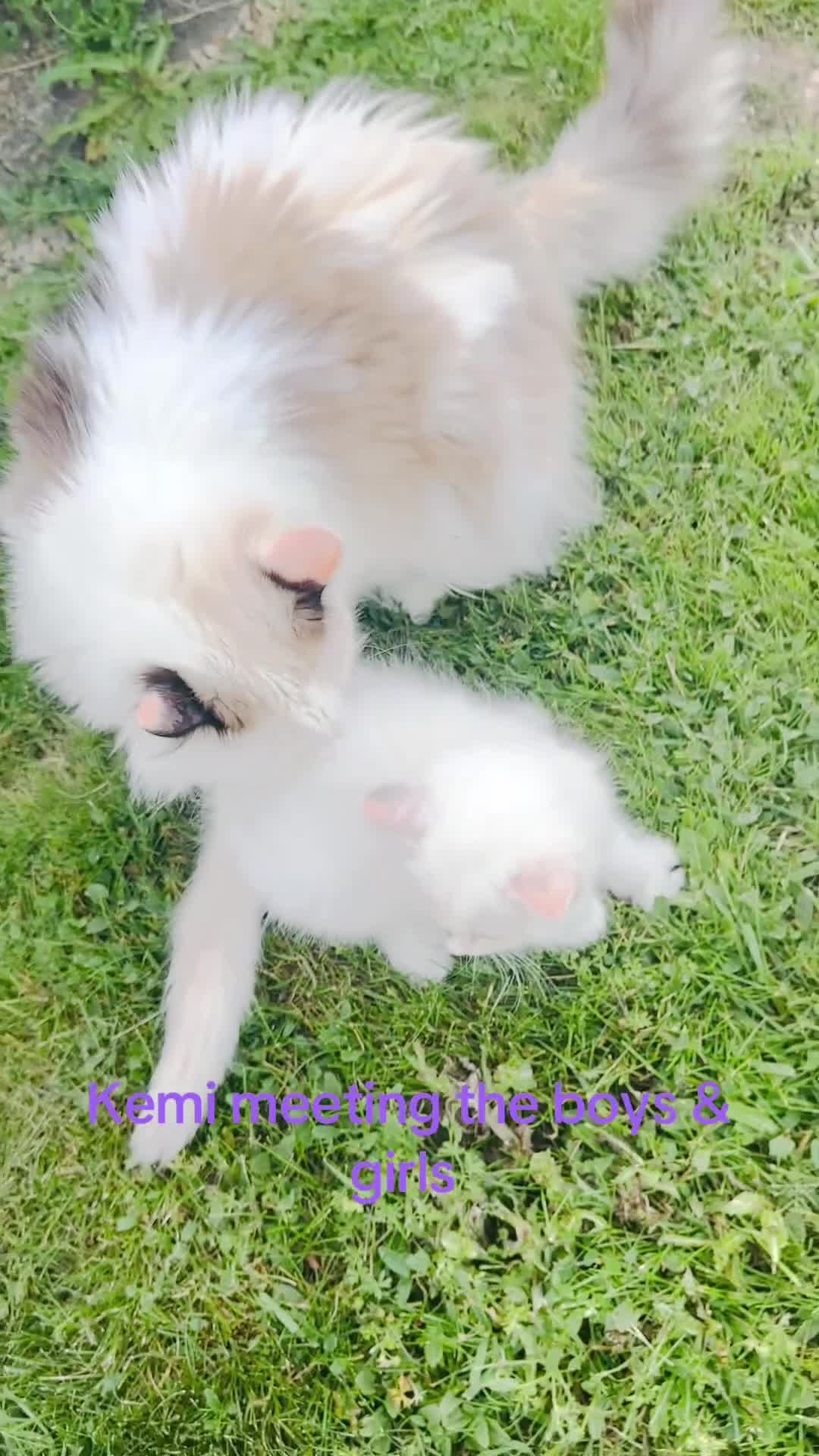 Ragdoll cats for sale: GCCF BEAUTIFUL RAGDOLL KITTENS  - Video 3