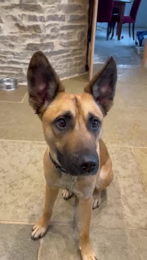 Mixed Breed dogs for sale: Lovely Luna - Video 1