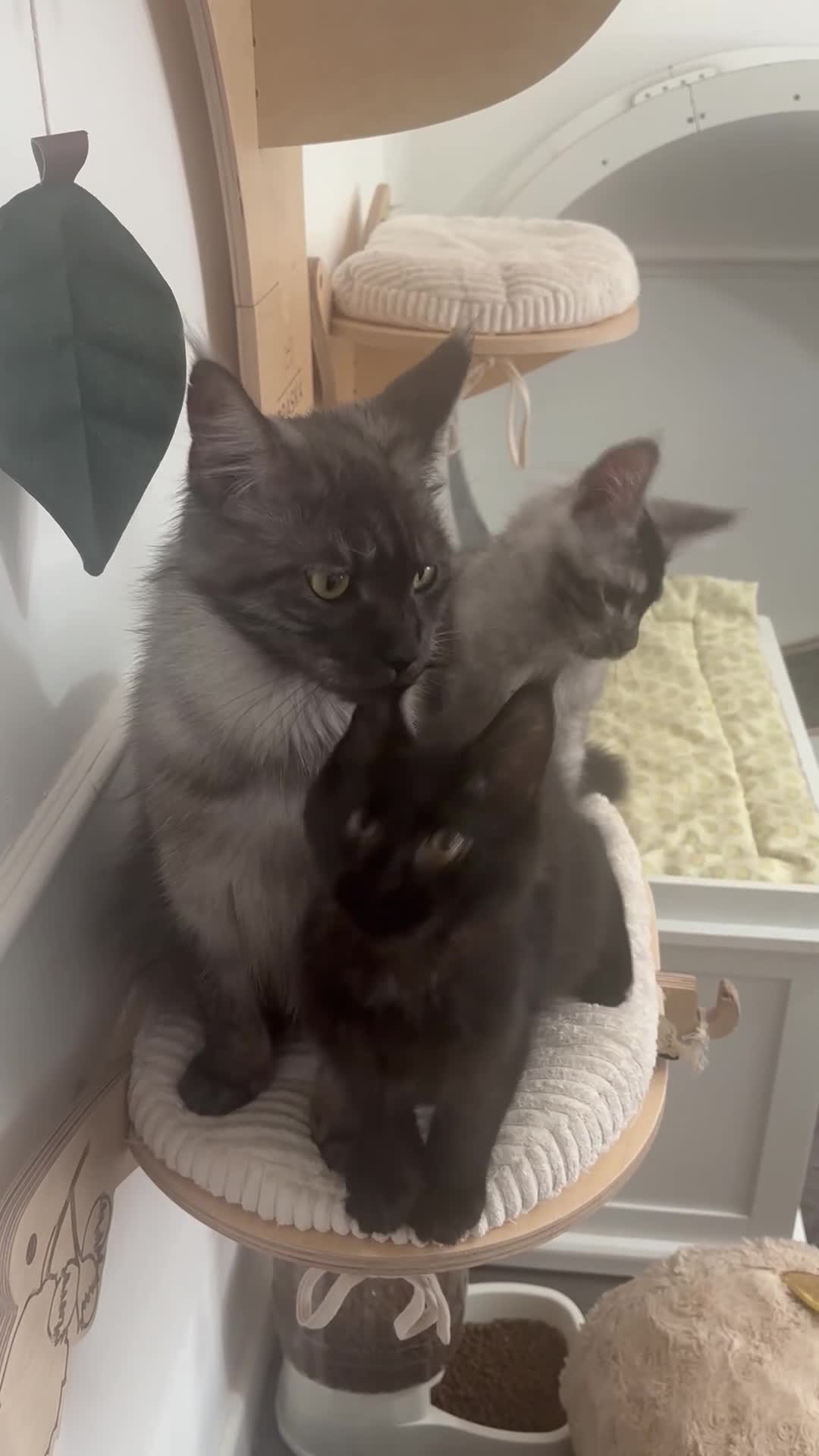 Maine Coon cats for sale: Adorable Gccf registered Mainecoons  - Video 1