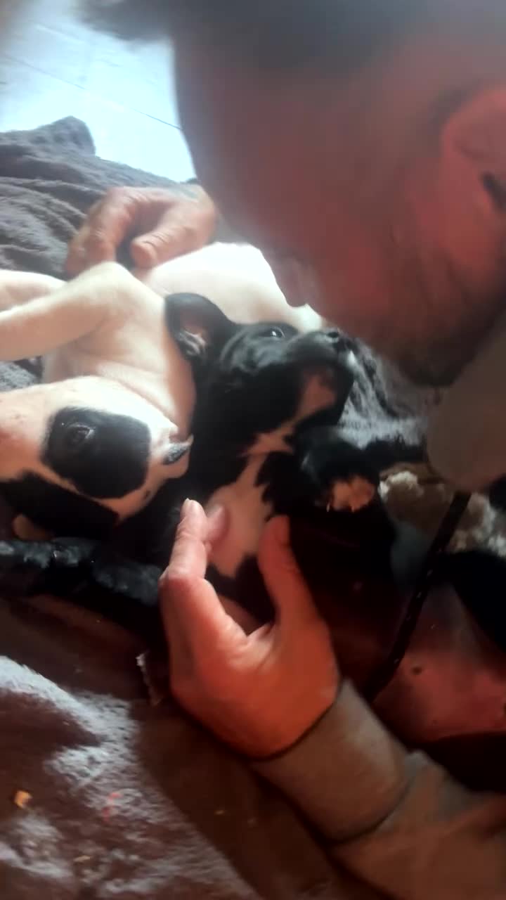 Mixed Breed dogs for sale:  Gorgeous Staffy x Puppies – Ready in 2 Weeks! in Peterborough - Video 3