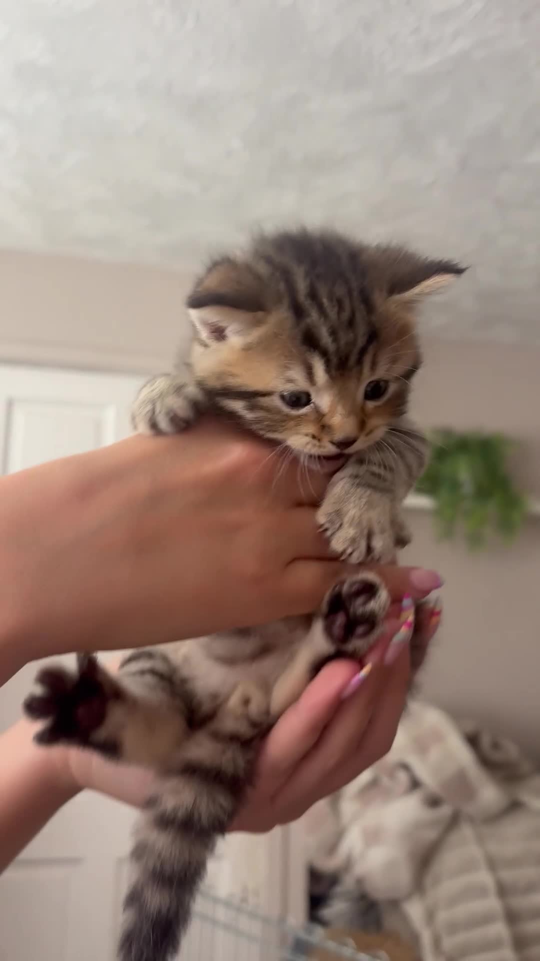 Mixed Breed cats for sale: Adorable Tabby X British short hair Kittens - Video 4