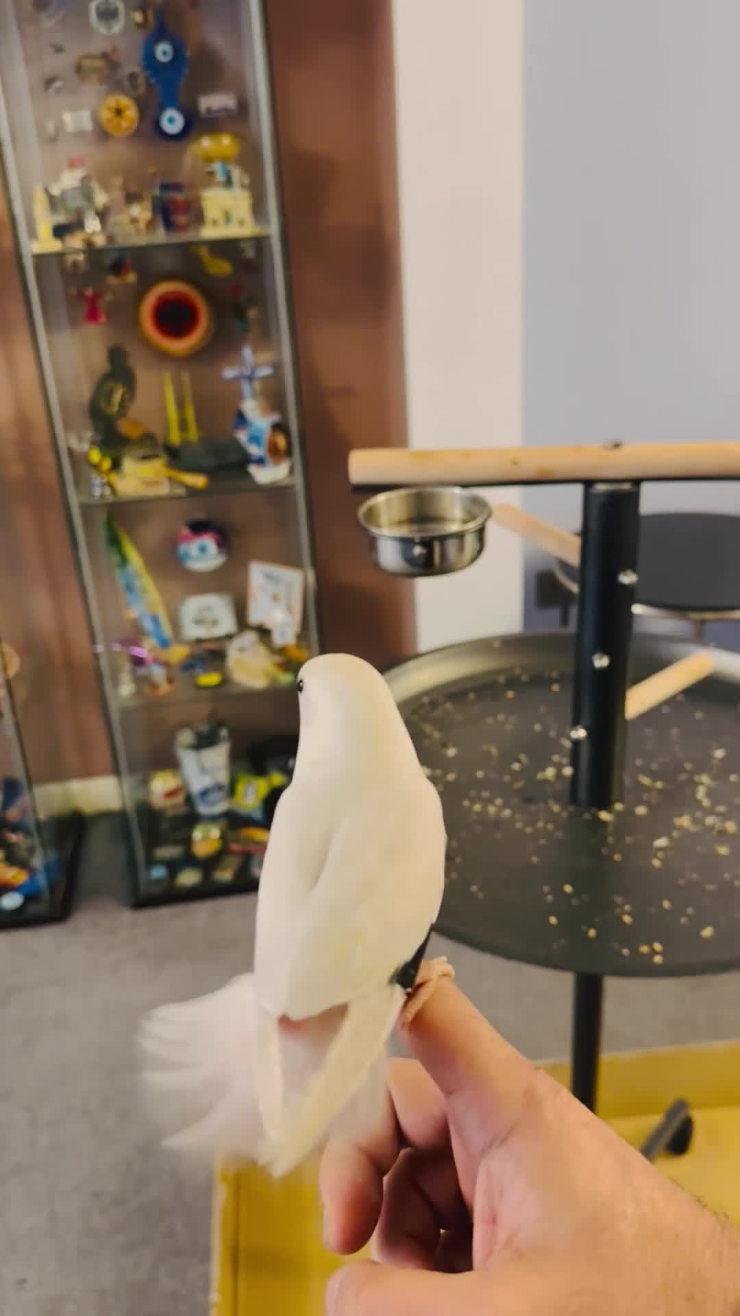 Lovebirds birds for sale: Hand-Reared, Tamed 8-Week-Old Peach-Faced Lovebird - Video 3