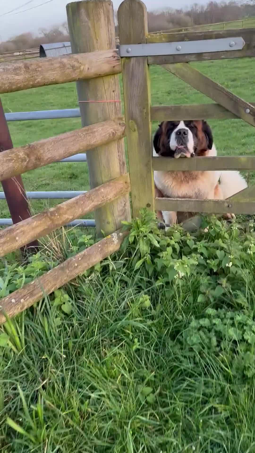 Saint Bernard dogs for sale: Waiting list open due may 23rd  - Video 1