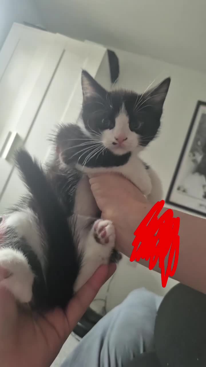 Domestic Shorthair cats for sale: Male kittens  in Norwich - Video 2