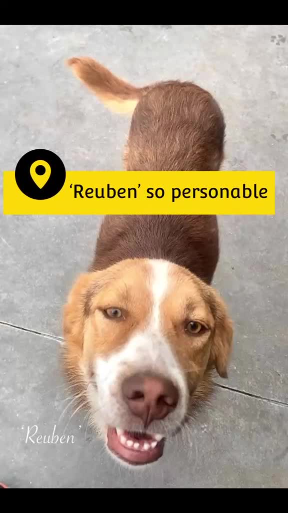 Mixed Breed dogs for adoption: Reuben, 1 yr approx. Available for adoption. in Brixham - Video 1