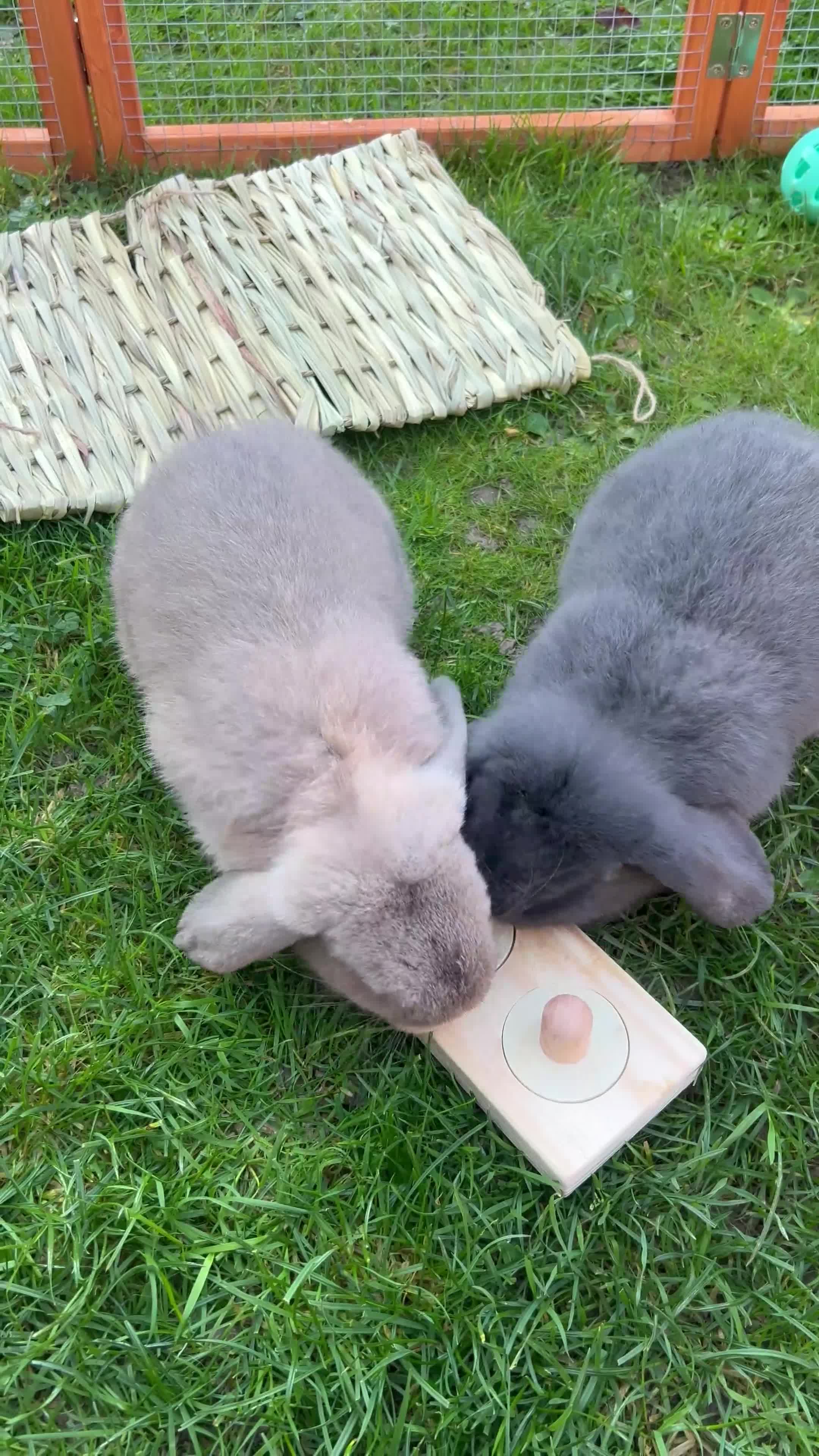 Mini Lop rabbits for sale: 2 mini lops - Video 1