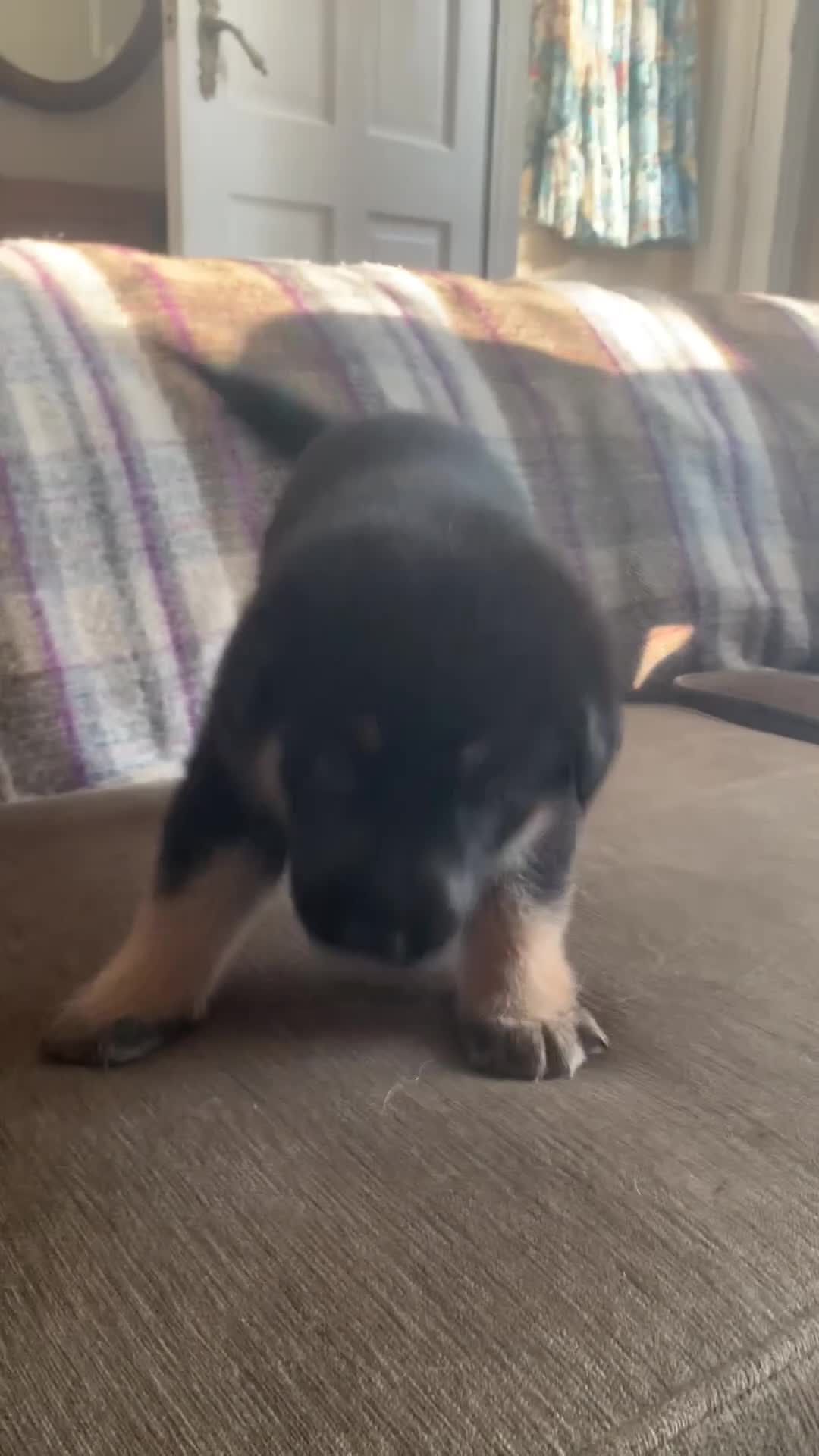 Mixed Breed dogs for sale: Labrador x German Shepard puppies - Video 3