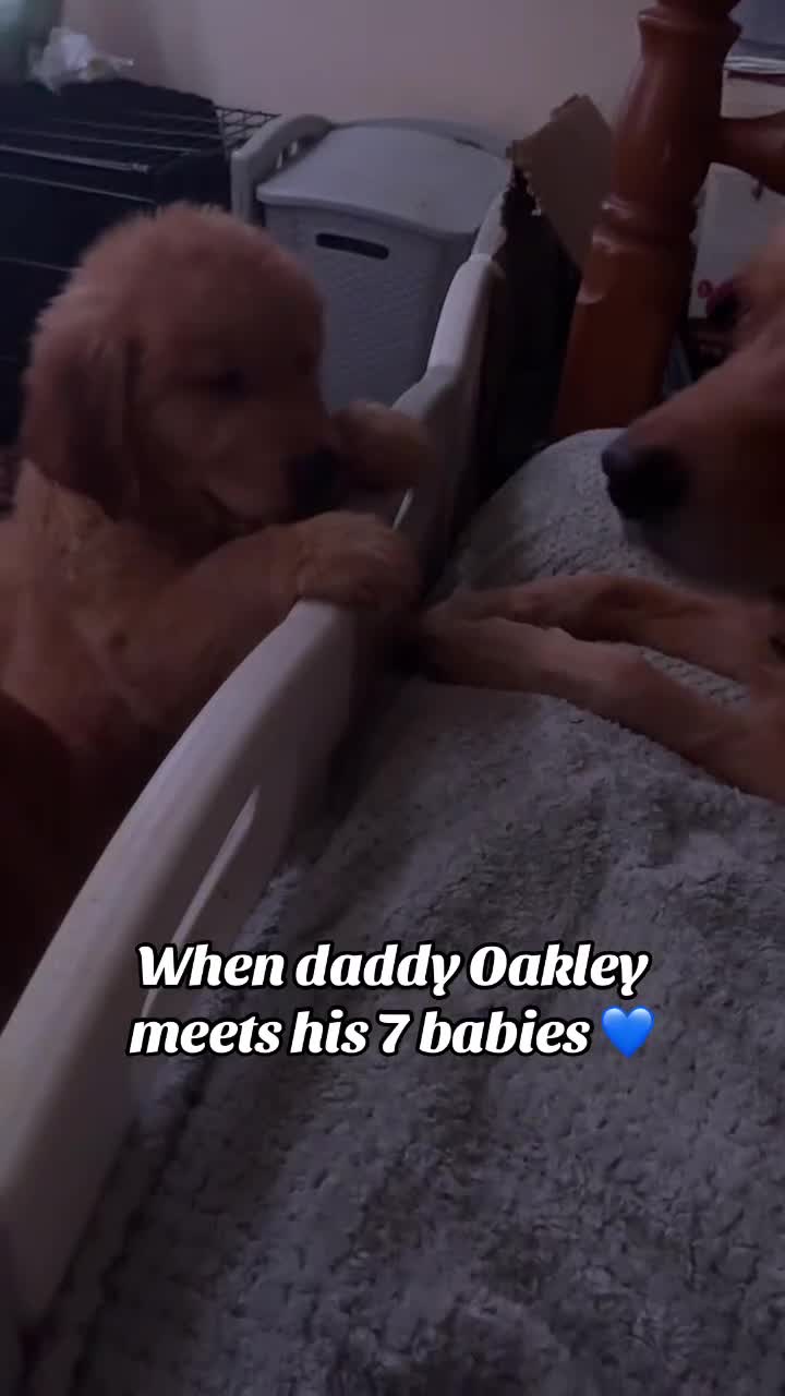 Mixed Breed dogs for sale: 🌟 Golden Retriever x Shar Pei Puppies 🌟 - Video 1