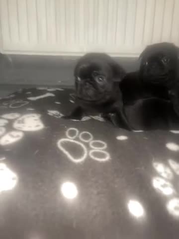 Frug dogs for sale: 5 pug puppies  - Video 3