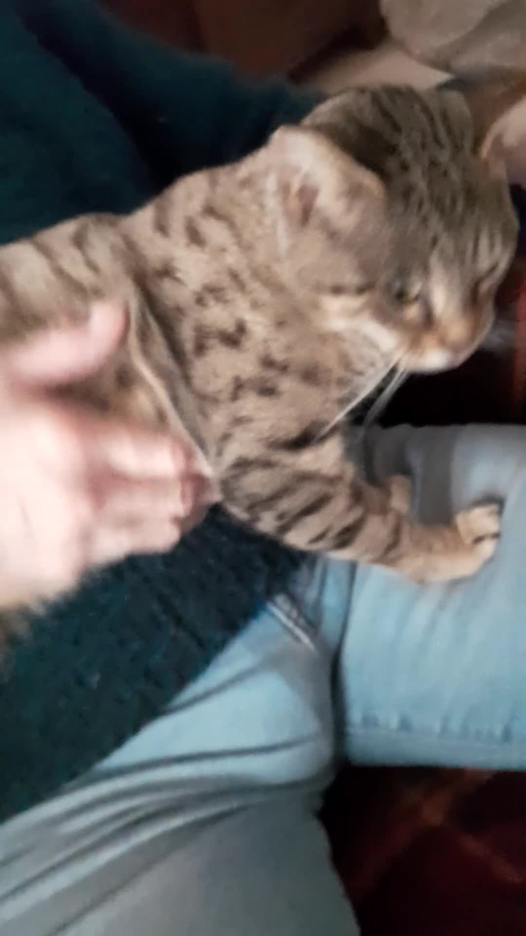 Savannah cats for sale: TICA Reg Full Pedigree F3 Savannah Lady - Video 5