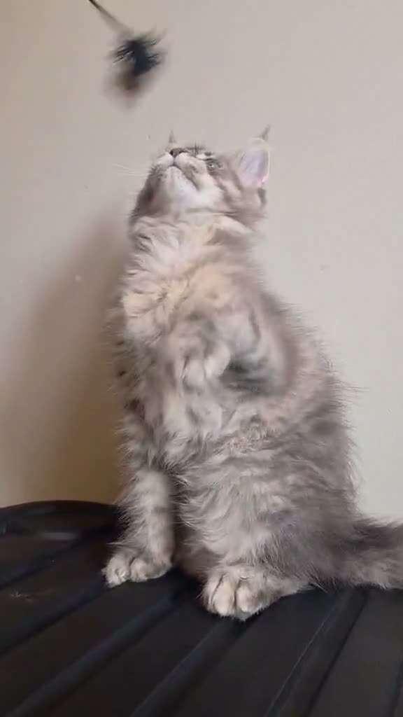 Maine Coon cats for sale: 🔥 CHAMPION RUSSIAN LINE XXL MAINE COON VACCINATED - Video 1