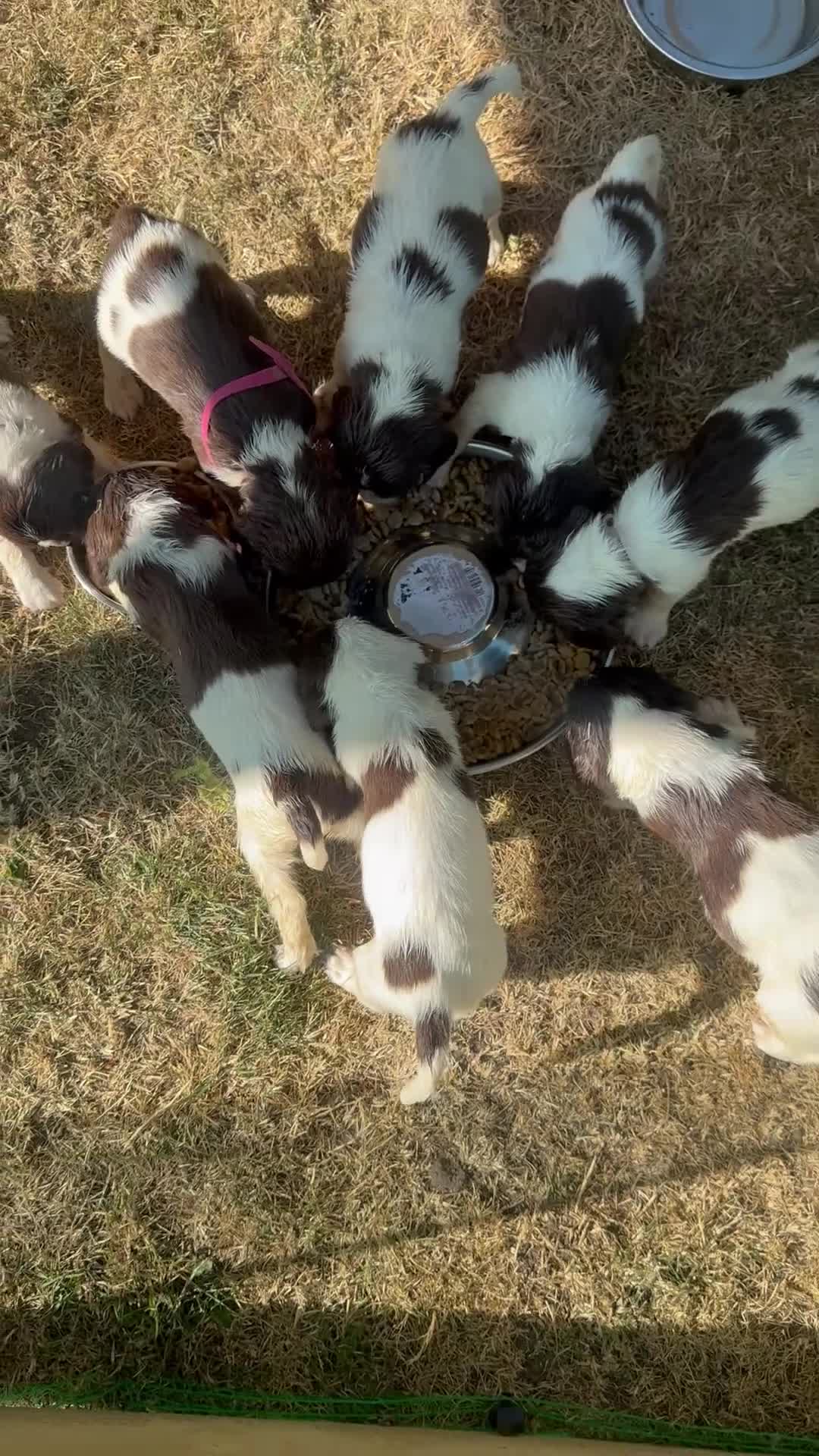 English Springer Spaniel dogs for sale: KC Registered English Springer Spaniel Puppies - Video 2