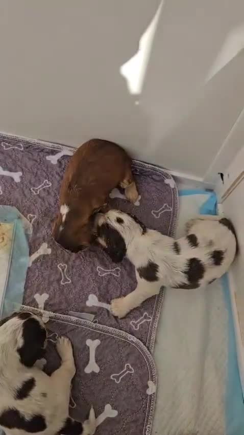 Cocker Spaniel dogs for sale: Quality Sable Show Cocker spaniel Puppies - Video 2