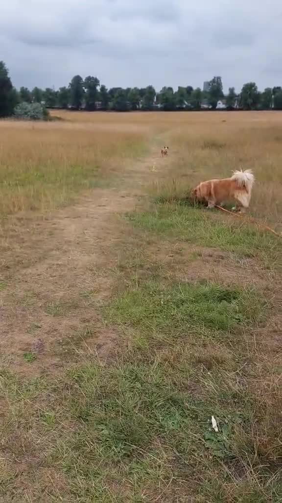 Mixed Breed dogs for adoption: MEET SWEETHEART SHAKI - Video 2