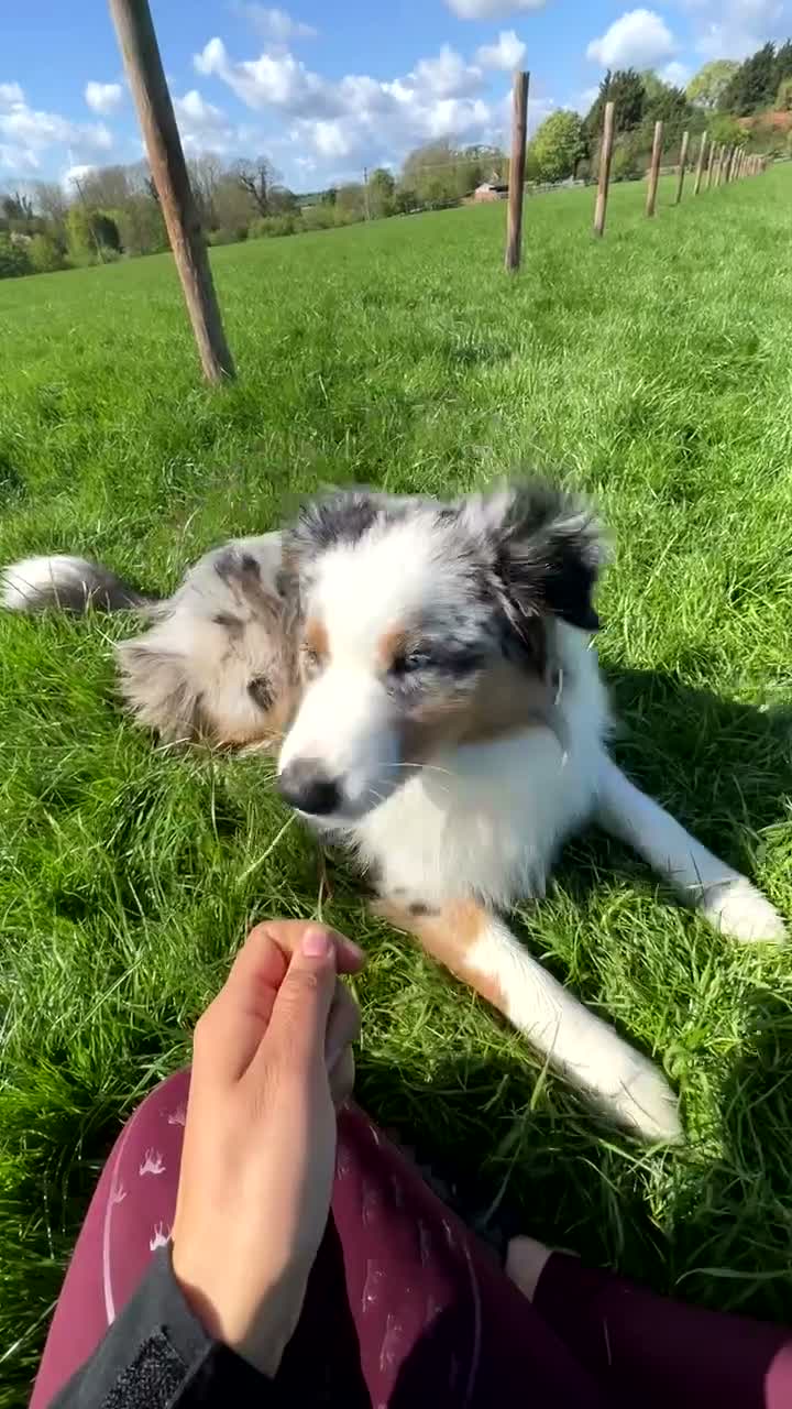 Australian Shepherd dogs for sale: 1 yr old Australian shepherd (Aussie) for sale - Video 1