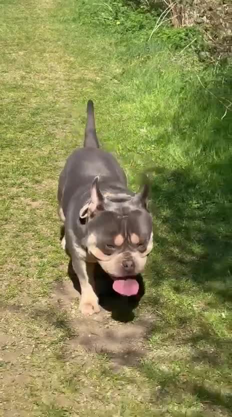 American Bully dogs for sale: POCKET BULLY!! MCLOVIN x COWBOY  - Video 2