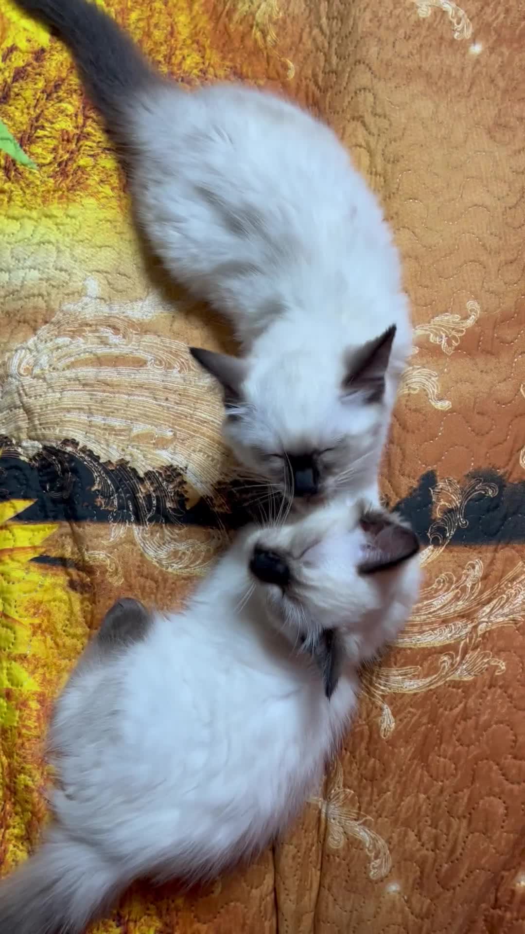 Ragdoll cats for sale: 🐈❗️Adorable 1 Girl and 2 Boys Left 💕 - Video 1