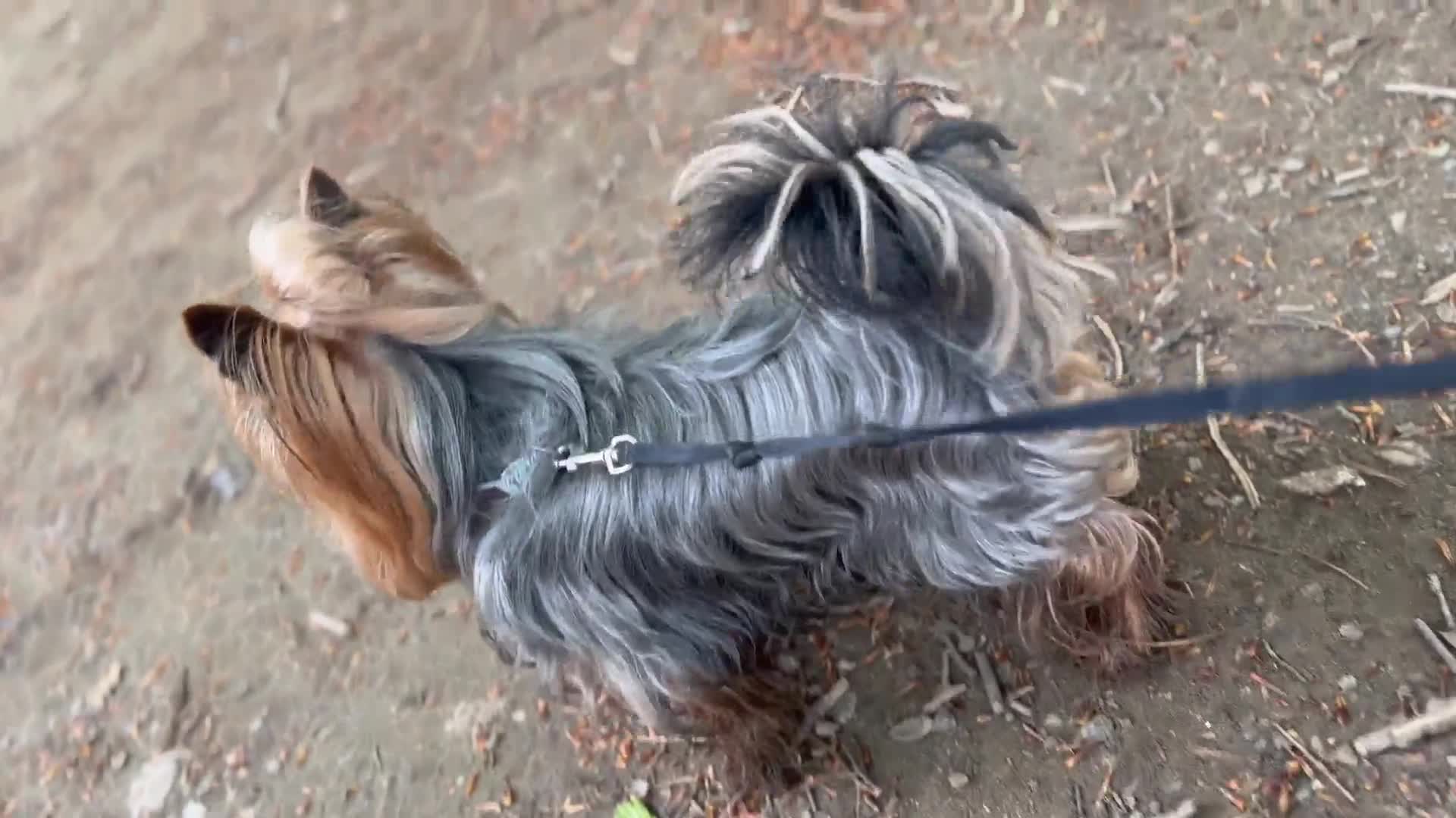 Yorkshire Terrier dogs for stud:  **  Yorkie for stud  in Leicester - Video 2
