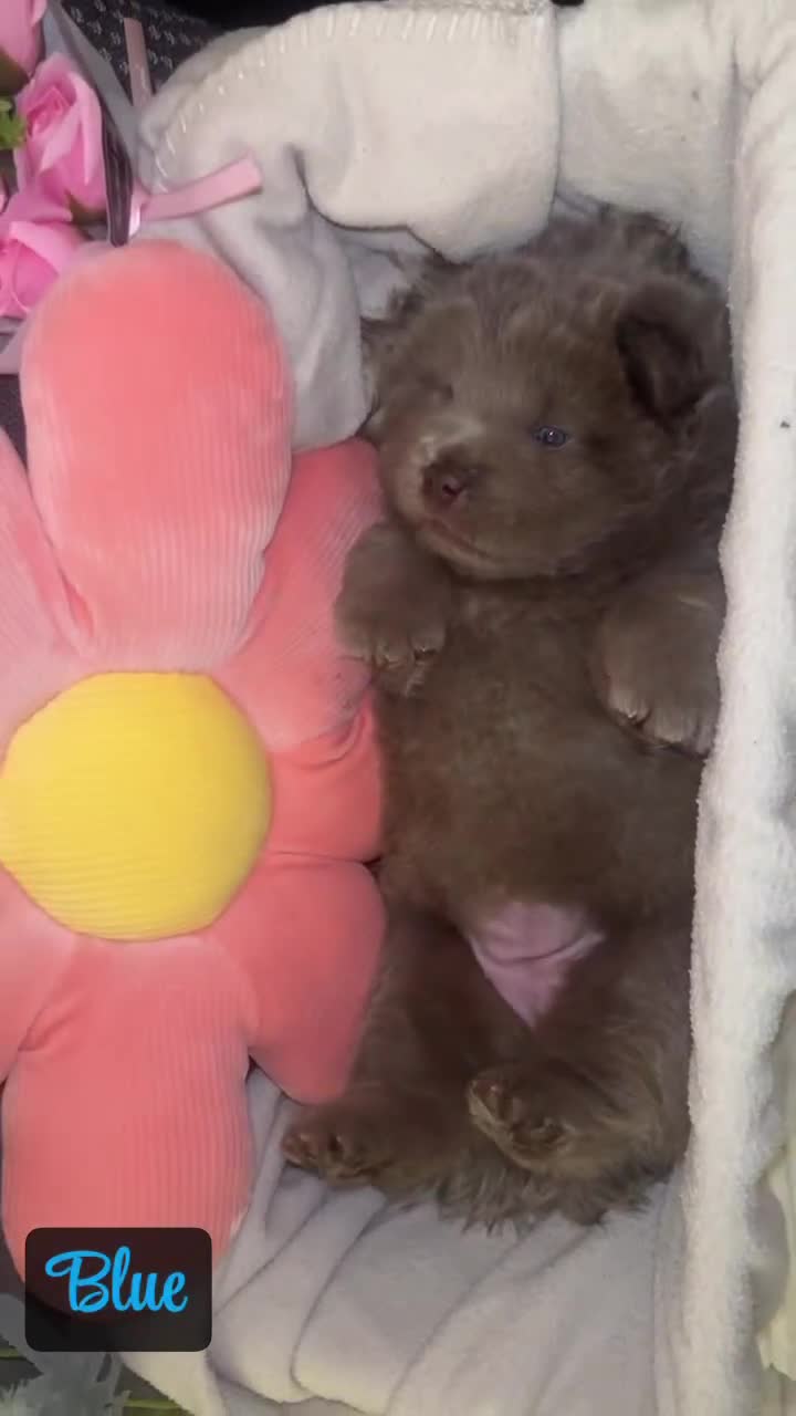 Chow Chow dogs for sale: Adorable rare lilac chow chow girl pups - Video 1