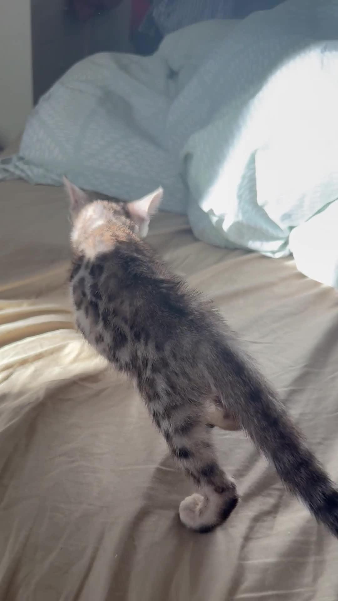 Bengal cats for sale: ✨ Exceptional Pure TICA Reg Bengal Kittens ✨  - Video 1