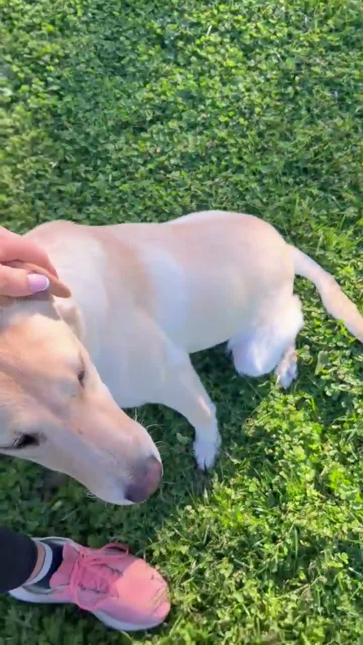 Labrador Retriever dogs for sale: Exceptional Yellow Labrador  - Video 1