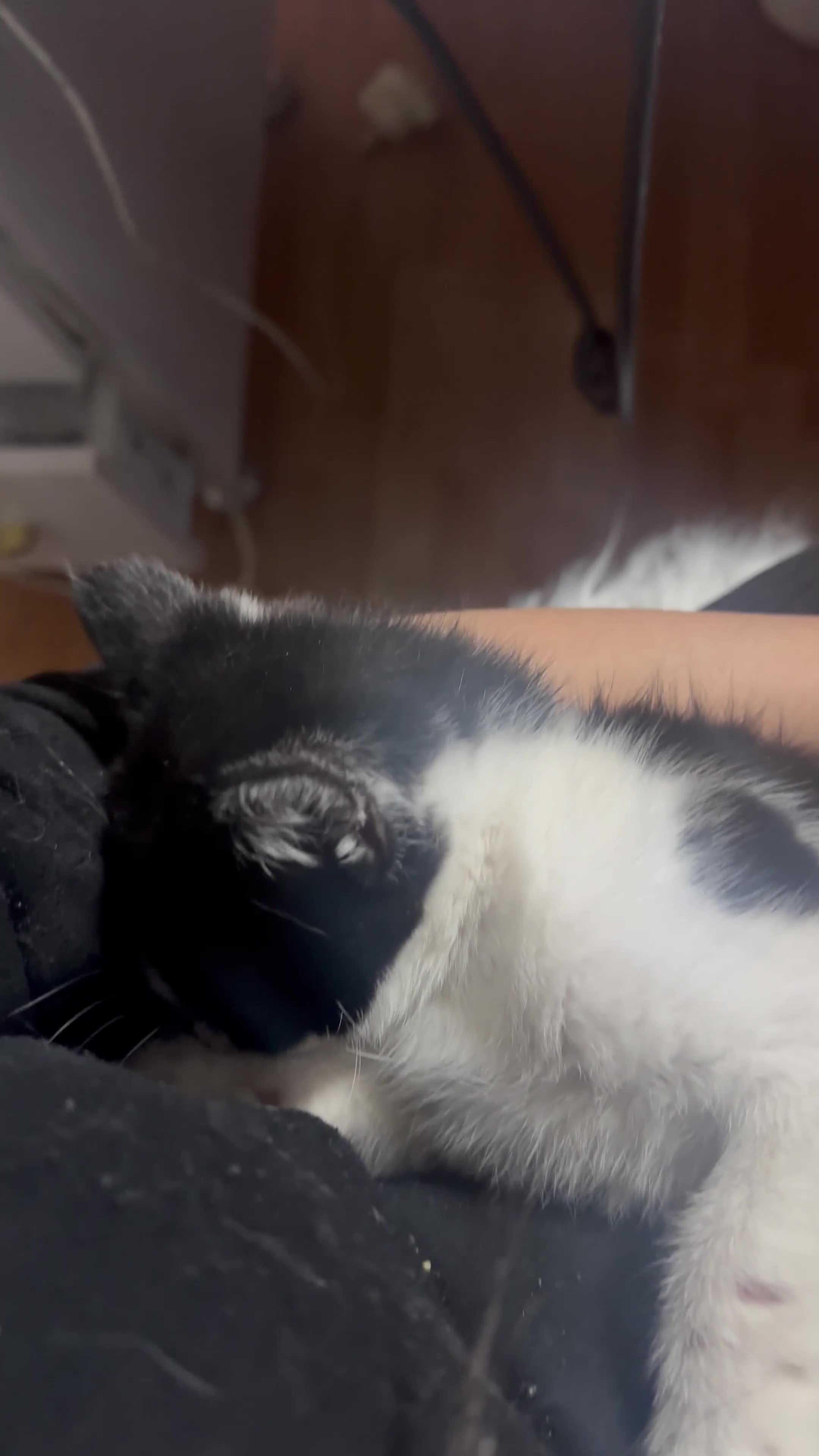 Mixed Breed cats for sale: Moomoo the freckled kitten - Video 3