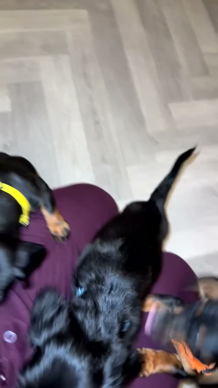 Miniature Dachshund dogs for sale: Miniature dachshund  - Video 1