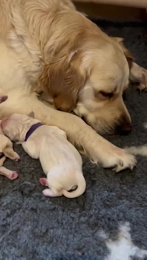 Golden Retriever dogs for sale: ✨ When Bella Met Loki 💛 - Video 1