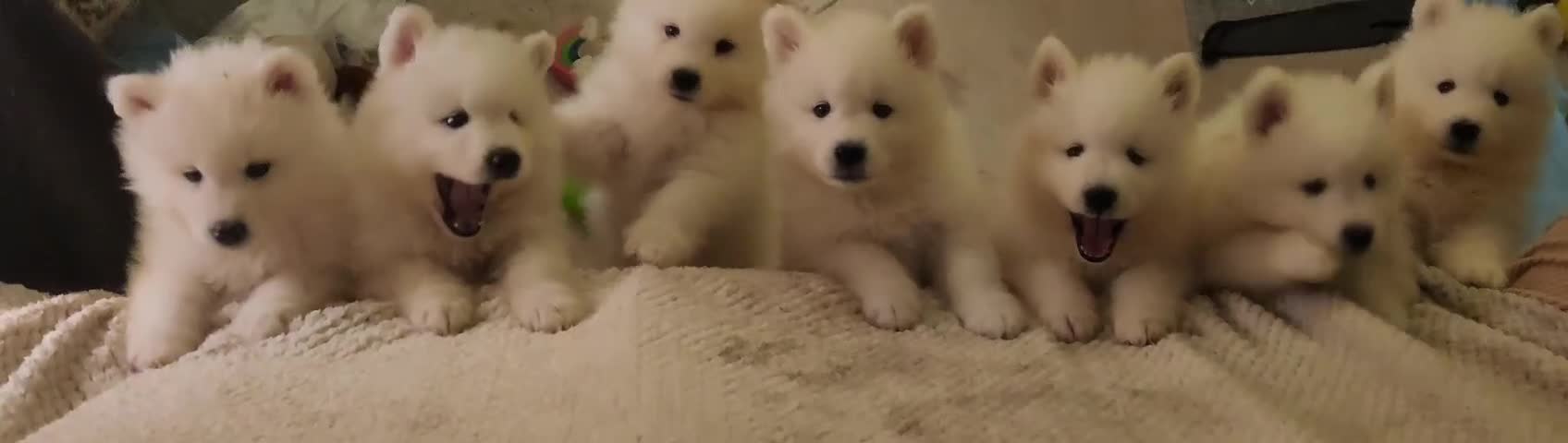 Samoyed dogs for sale: Female Chunky Pedigree Samoyeds Avaliable  - Video 1