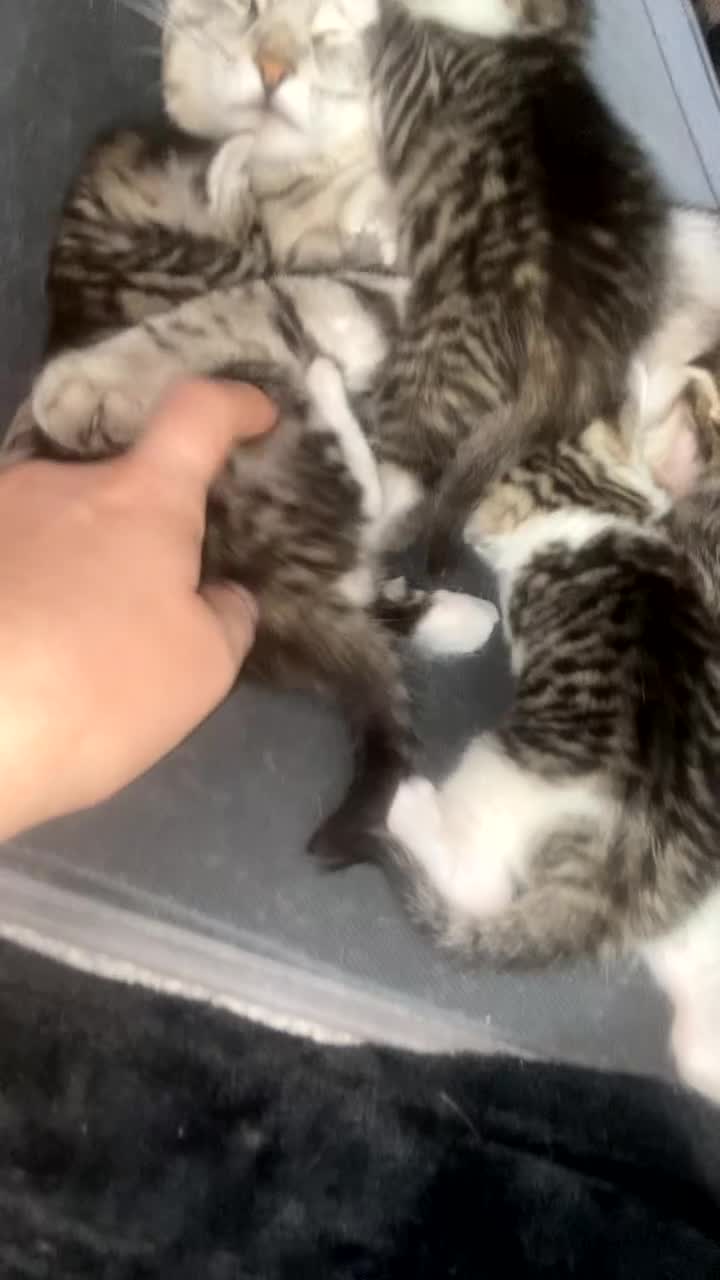 Mixed Breed cats for sale: 5 x Stunning Bengal Mixed Kittens for sale  - Video 3