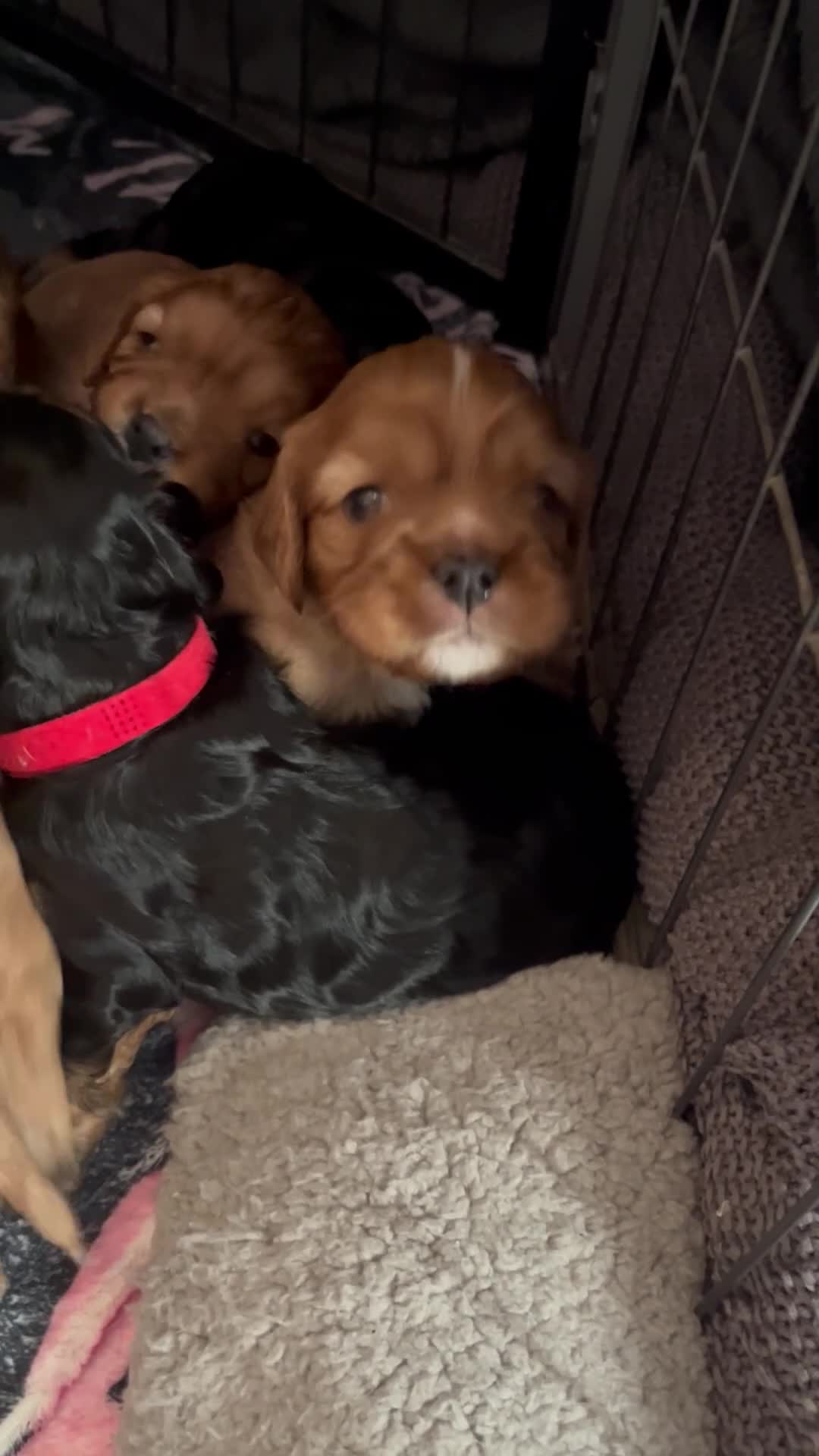 Cavalier King Charles Spaniel dogs for sale: 5 beautiful Cavalier King Charles puppies - Video 1