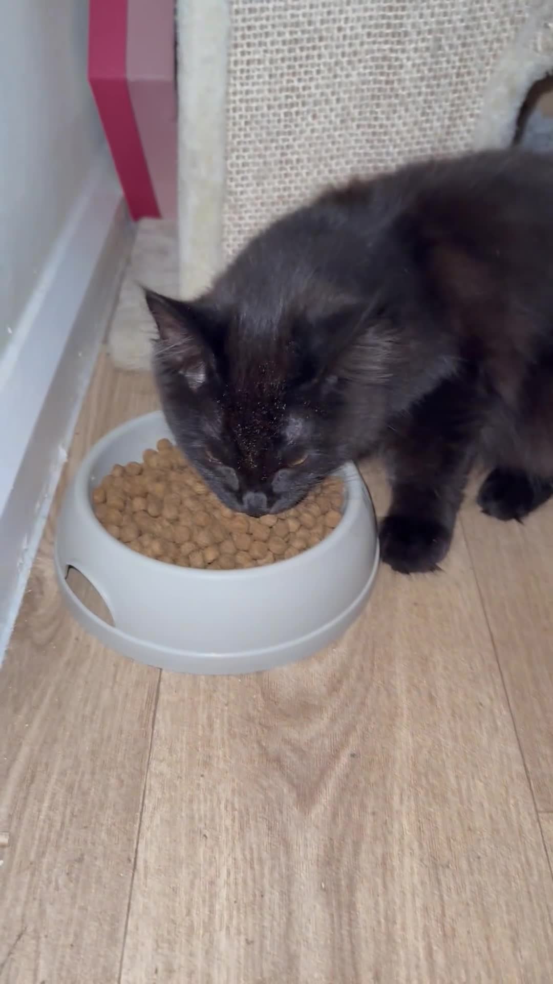 Maine Coon cats for sale: Black smoked boy  - Video 2