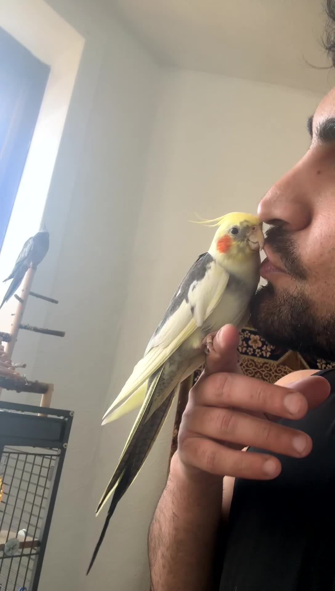 Mixed Breed birds for sale: Cockatiels Senegal parrot African grey cockatoo in Glasgow - Video 1
