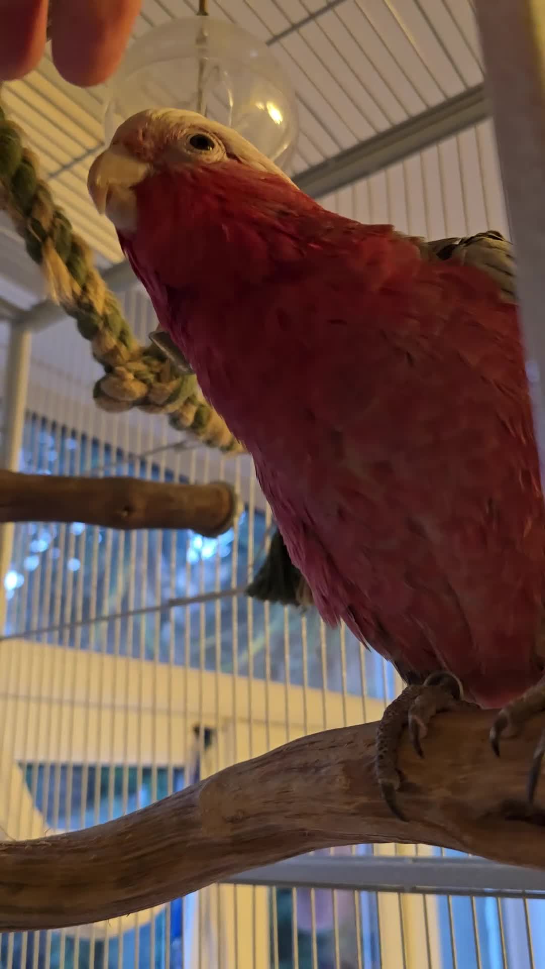 Parrots birds for sale: Galah Cockatoo Hand Reared  - Video 2