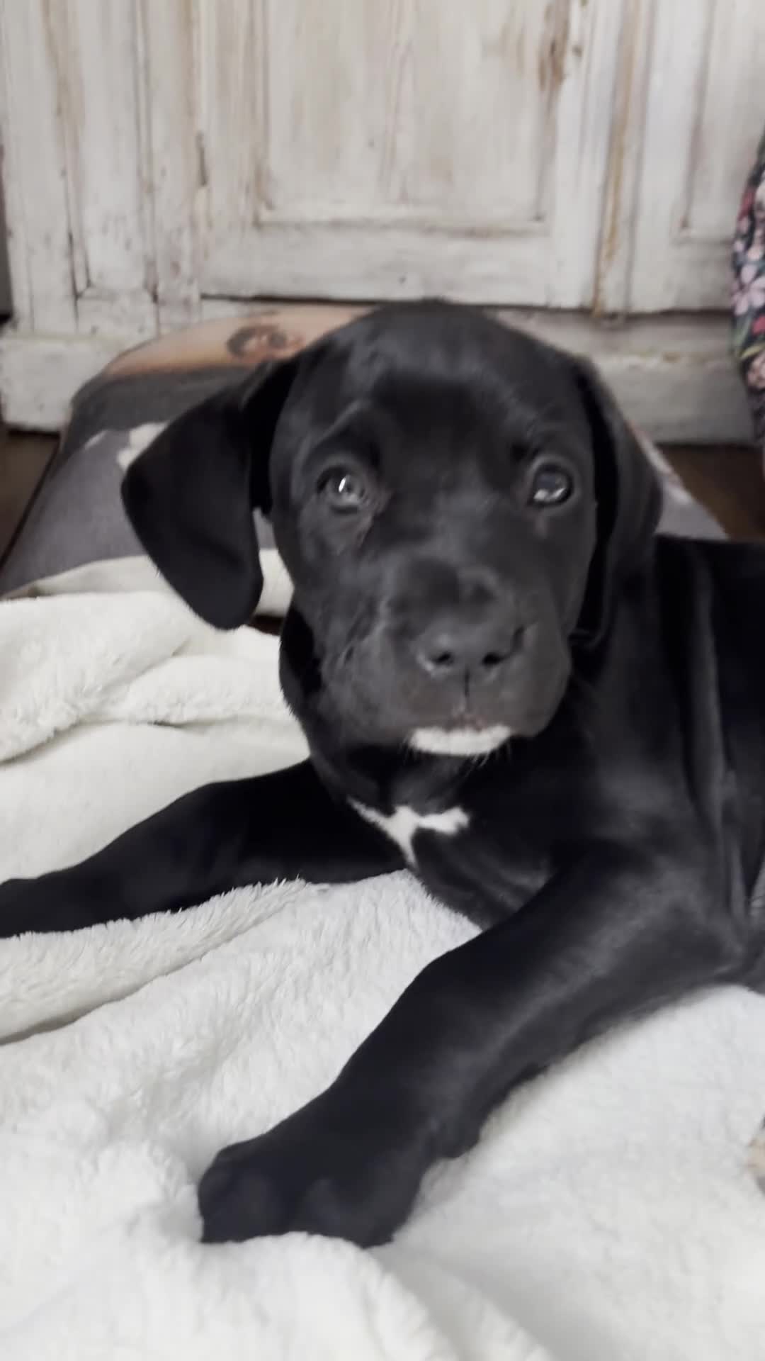 Mixed Breed dogs for sale: Cane Corso / Bullmastiff Puppies ready to  go. - Video 3