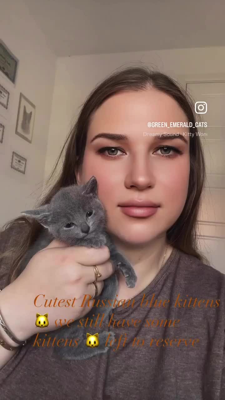 Russian Blue cats for sale: TICA pedigree Russian blue kittens 🐱  - Video 2