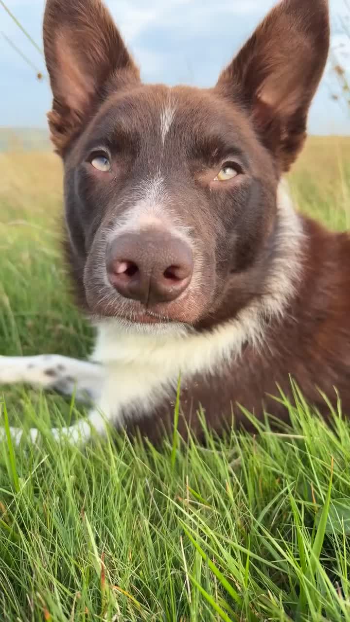 Border Collie dogs for sale: 11 month old puppy called Kip  - Video 1