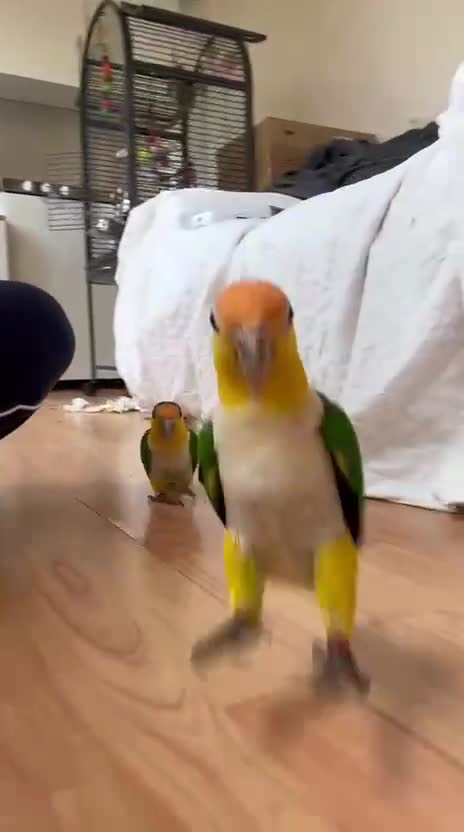 Parrots birds for sale: Bonded Pair of Handtamed DNA Sexed Caiques - Video 1