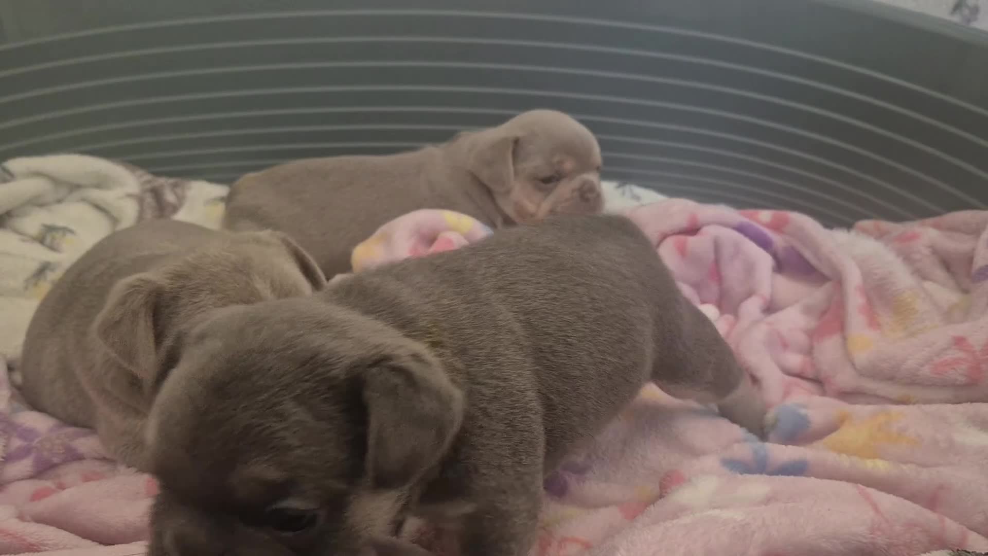 French Bulldog dogs for sale: Beautiful KC Frenchie Puppies  - Video 2