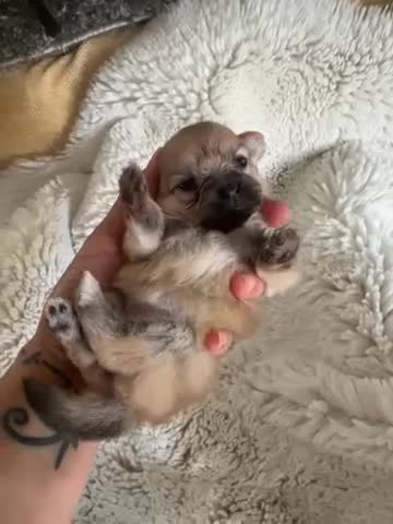 Pomeranian dogs for sale: Russian/Taiwan Pomeranian puppies - Video 2