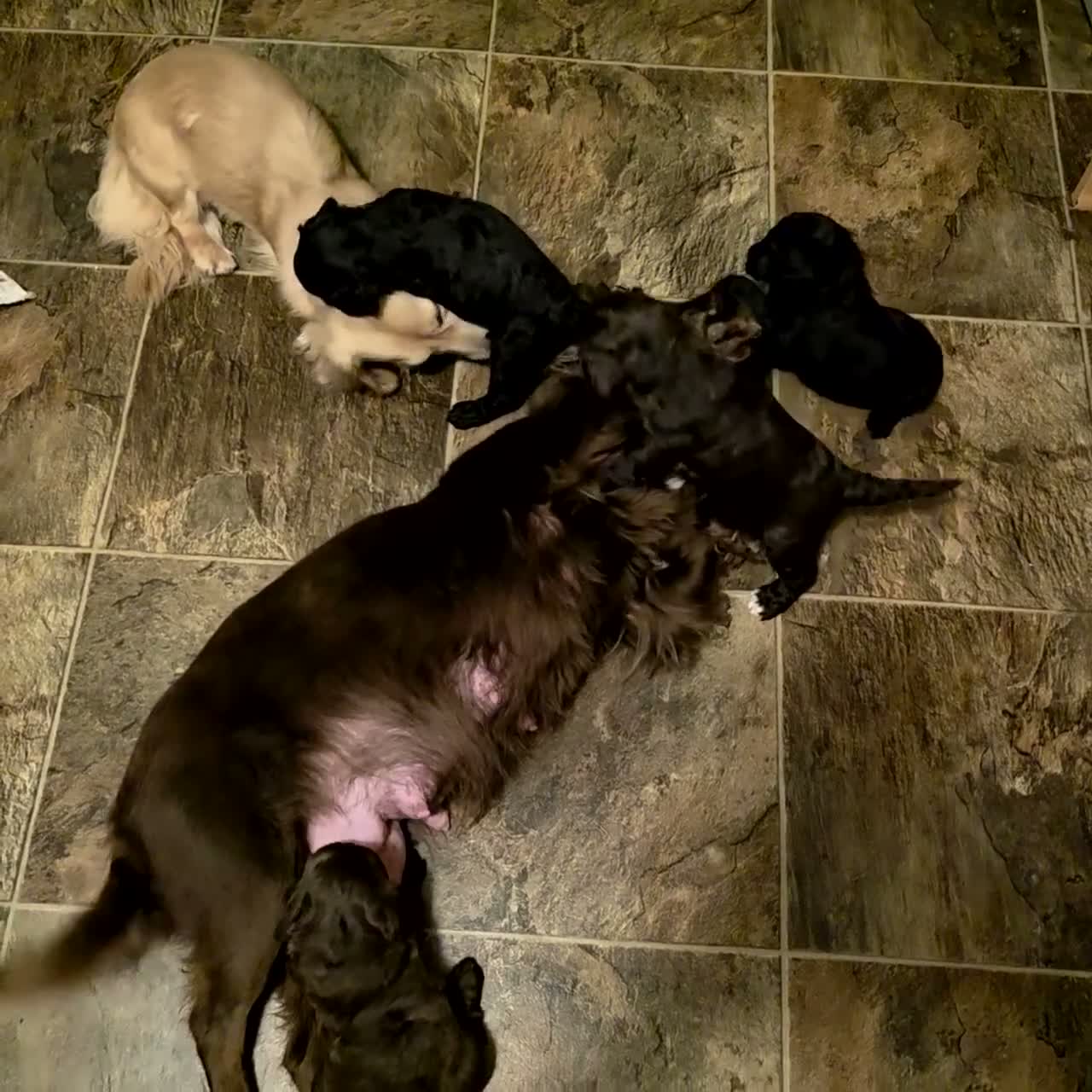 Cockapoo dogs for sale: 2 BOYS LEFT F1 Cockapoo Puppies in Redcar - Video 1