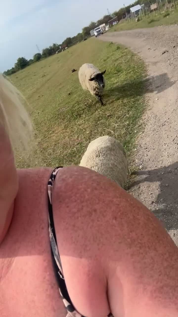 Sheep livestock for sale: 2 girl pet sheep  - Video 1