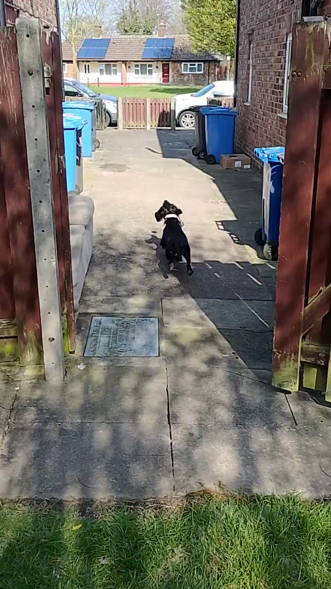 Cocker Spaniel dogs for sale: 2.5 year old Female Cocker Spaniel for new home  - Video 1