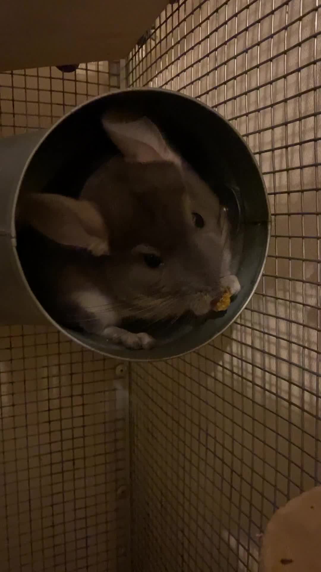 Chinchilla rodents for sale: 3 bonded male chinchillas  - Video 2
