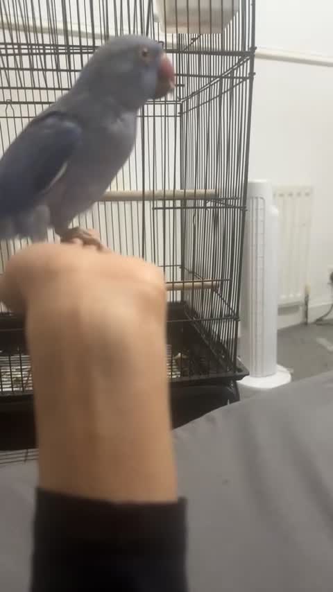 Ringnecks birds for sale: beautiful rare violet indian ringneck parrot in Batley - Video 4