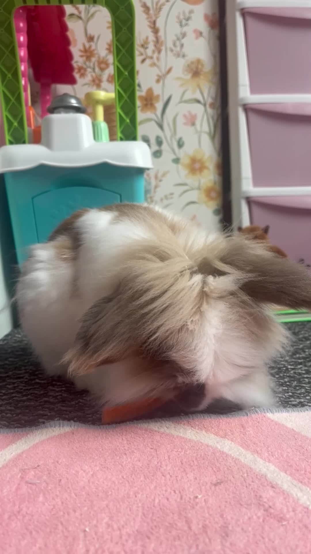 Mini Lion Lop rabbits for sale: Rabbit for rehoming  - Video 2